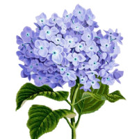 Гортензия — свежие букеты на любой случай