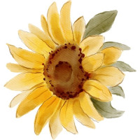 Подсолнух — нежные букеты по вашему вкусу